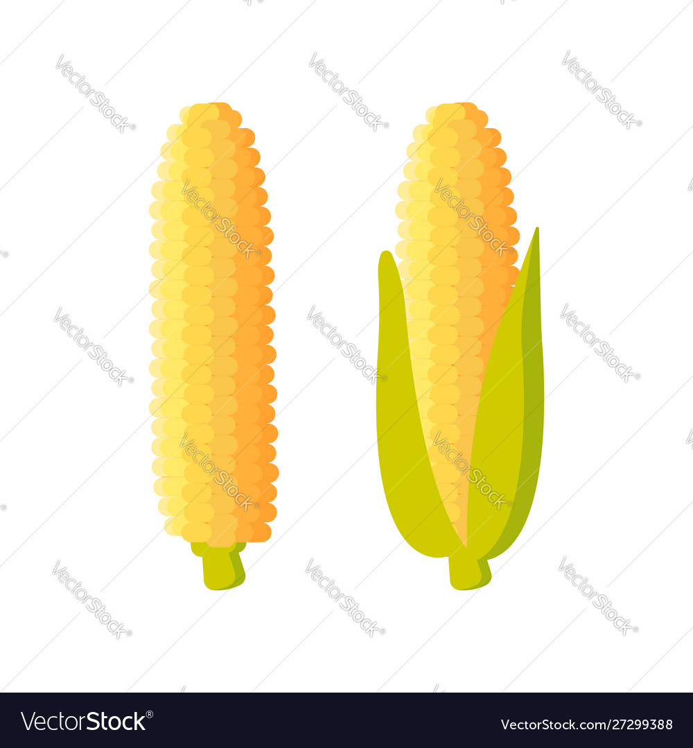 Corn icon maize isolated on white background