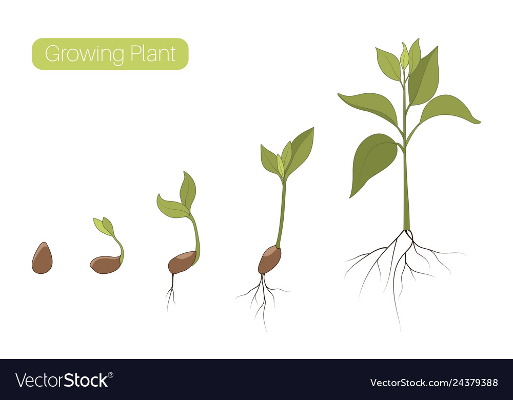 stages of plant growth diagram