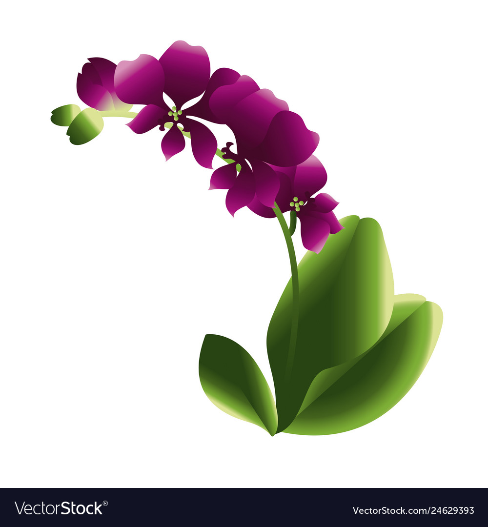 Blooming Orchid Flower Gradient Royalty Free Vector Image