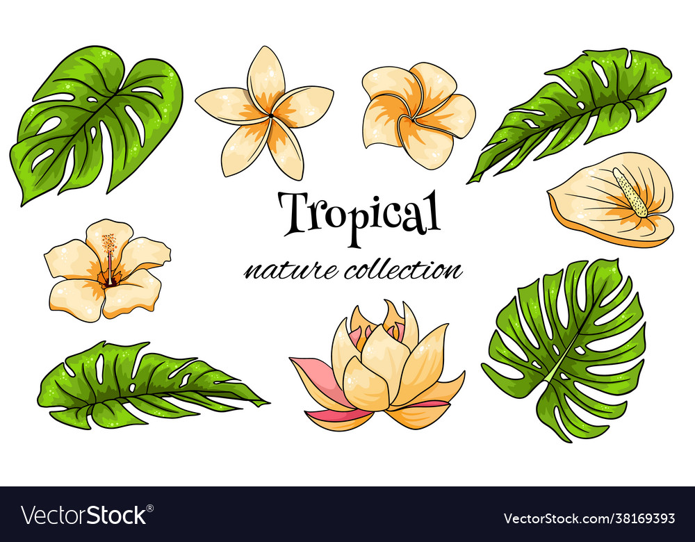 Tropische Sammlung mit exotischen Blumen und Blättern vector image Tropische Sammlung mit exotischen Blumen und Blättern