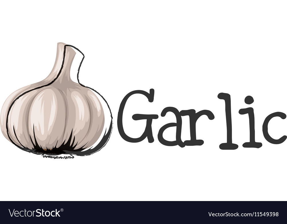 label-design-with-fresh-garlic-royalty-free-vector-image