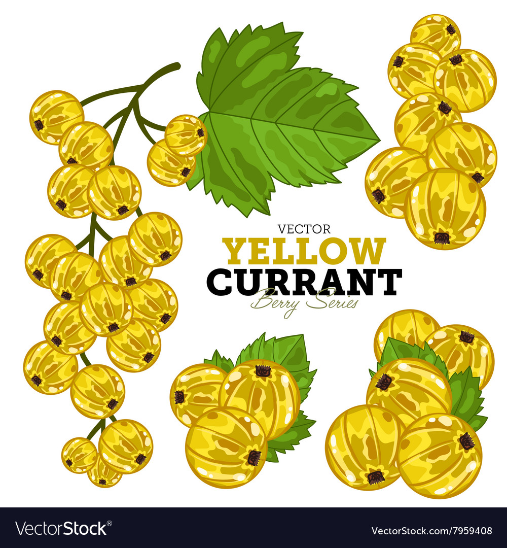 Yellow currant set