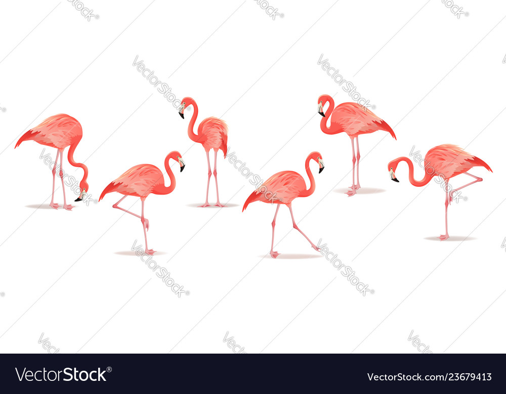 Set of exotic flamingos isolated on white