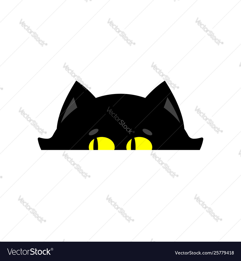 Cat peeking isolated home pet looks out