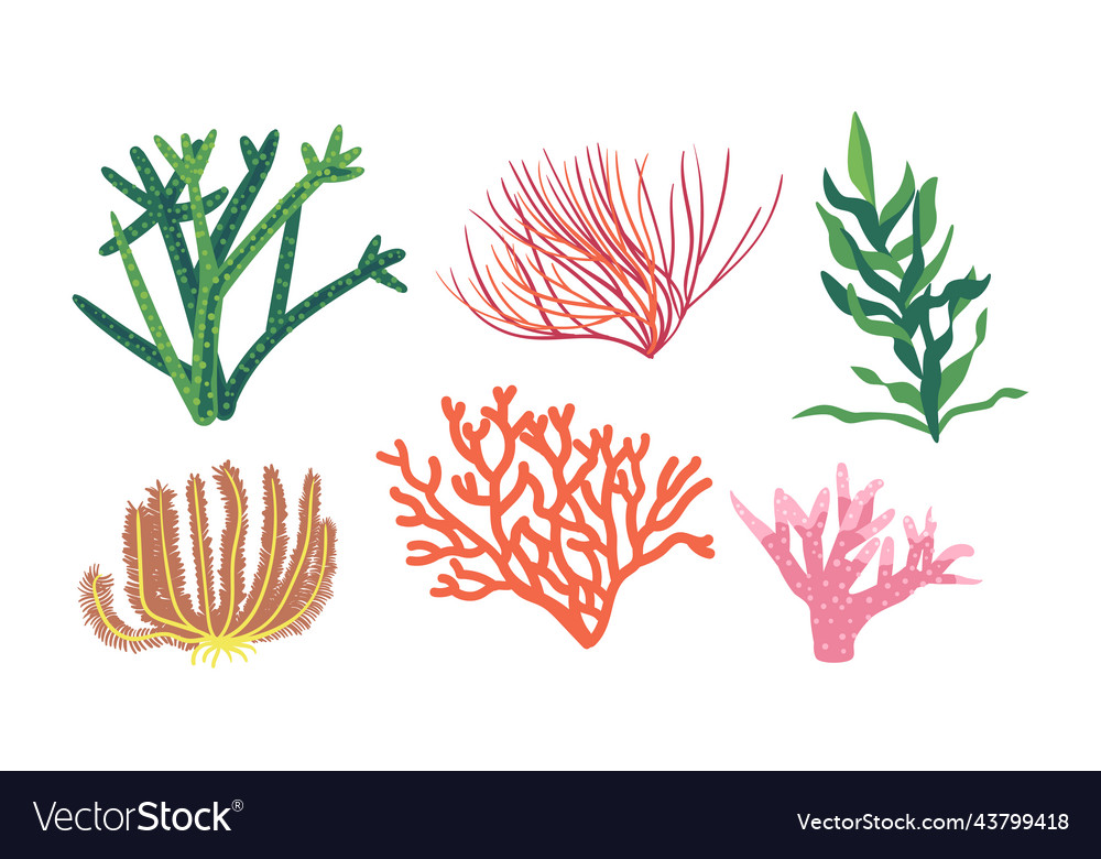 Corals and seaweeds underwater kelp or laminaria