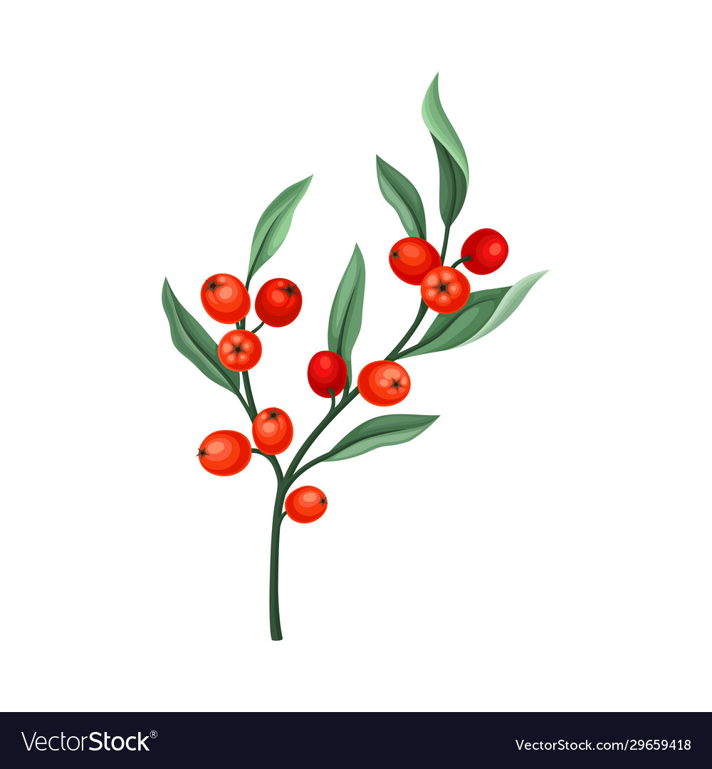 Rowanberry twig with green leaves isolated Vector Image