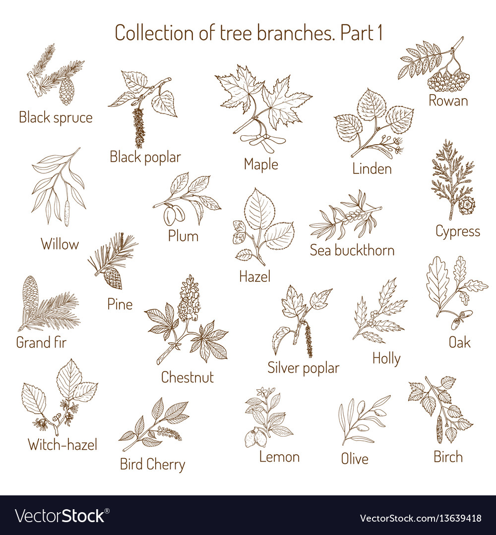 Set of different tree branche