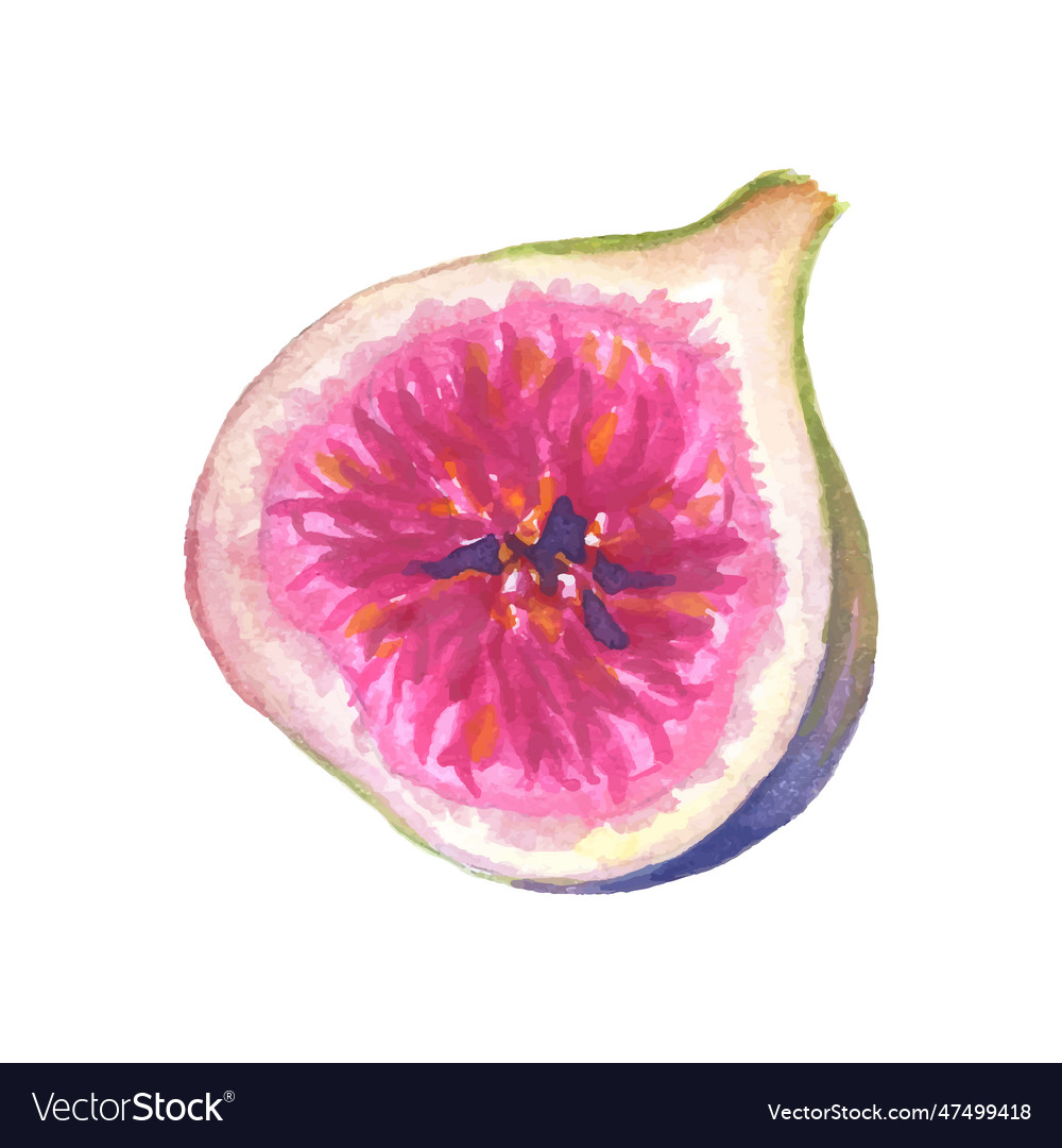 Watercolor half of fig on white background