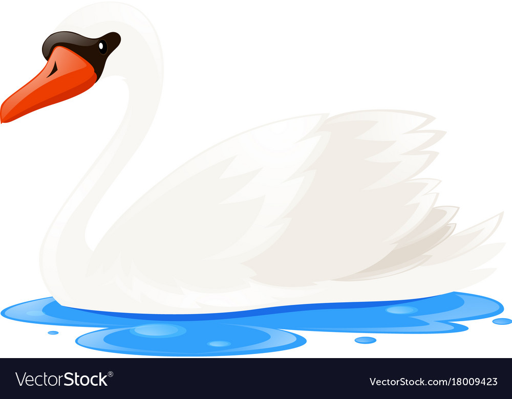 White swan in the pool