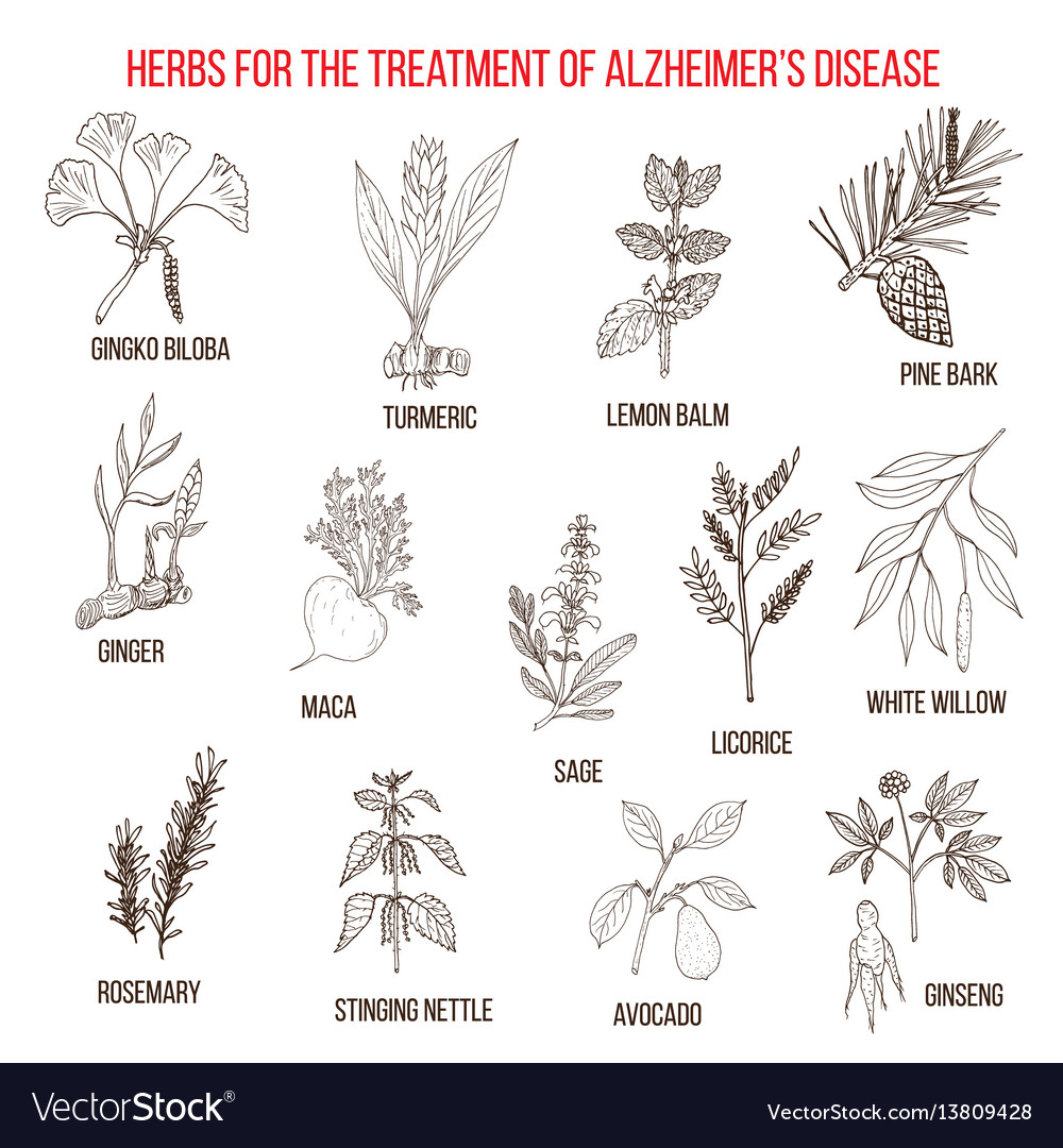 Experts Reveal This Simple Herbs Surprising Link To Alzheimers Protection - o5e05sb