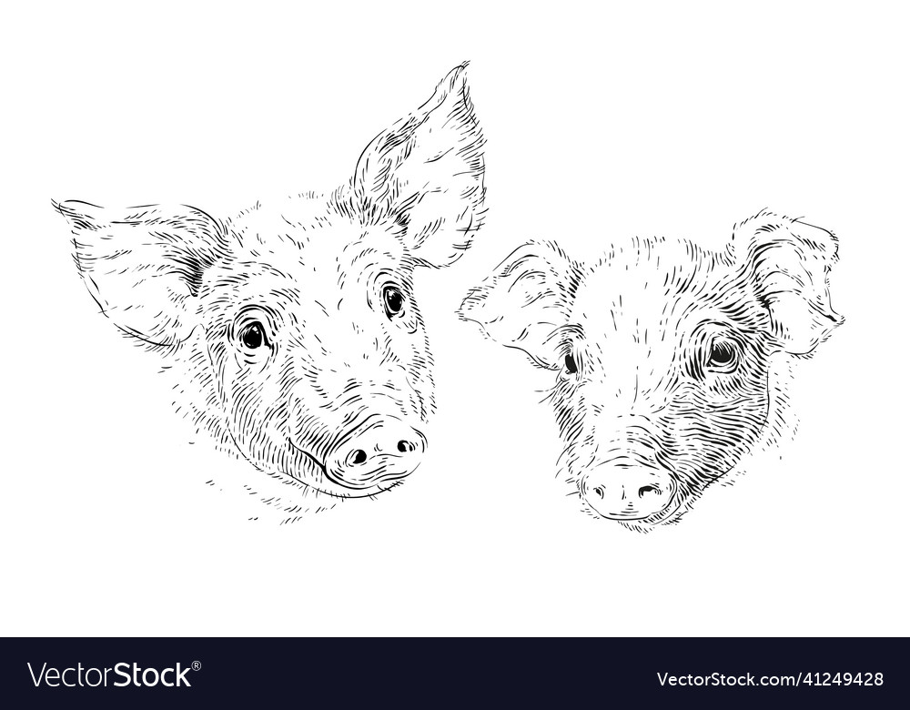 Head piglet hand drawing sketch engraving Vector Image