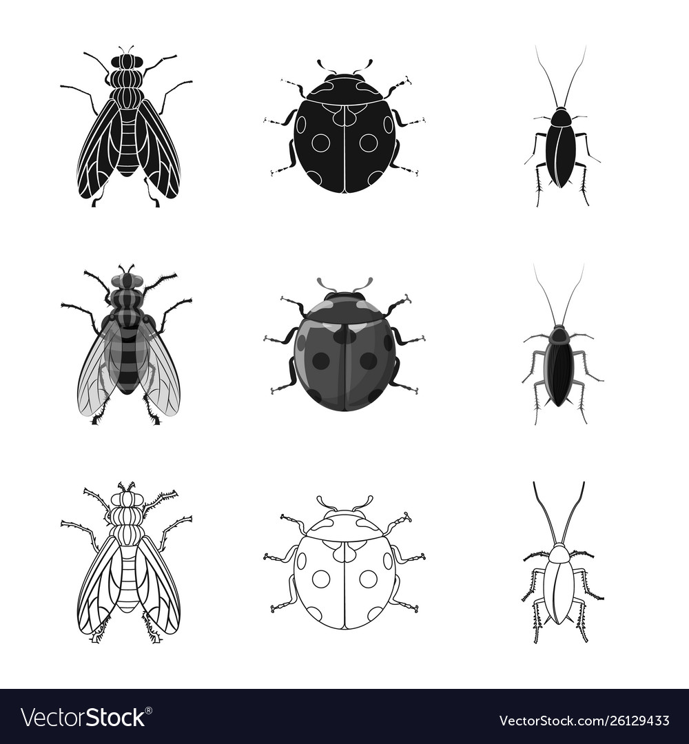 Isolated object insect and fly icon set vector image Isolated object insect and fly icon set
