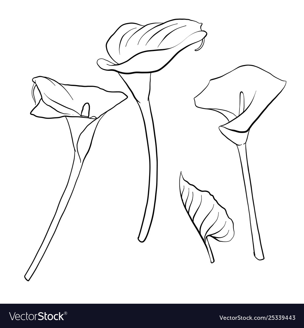 Drawing flower Royalty Free Vector Image - VectorStock