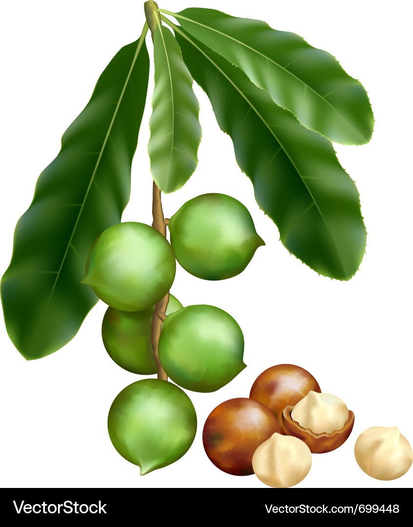 Leaves and fruits Royalty Free Vector Image VectorStock