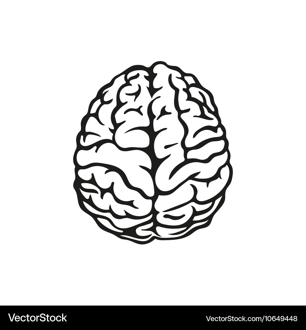 Outline Human Brain Royalty Free Vector Image Vectorstock