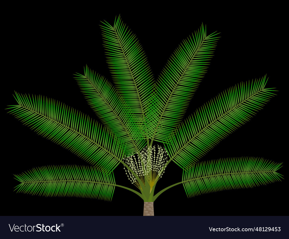 Date palm with flowers vector image Date palm with flowers