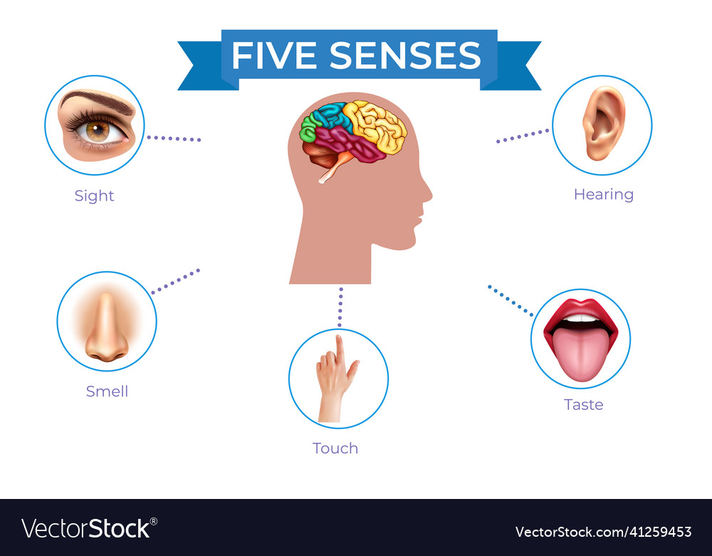 Five senses Royalty Free Vector Image - VectorStock