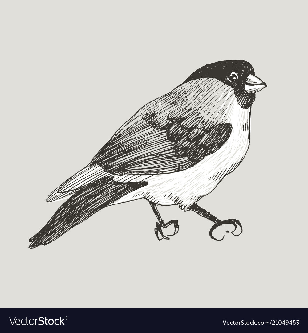 Graphic bullfinch hand drawn bird on retro