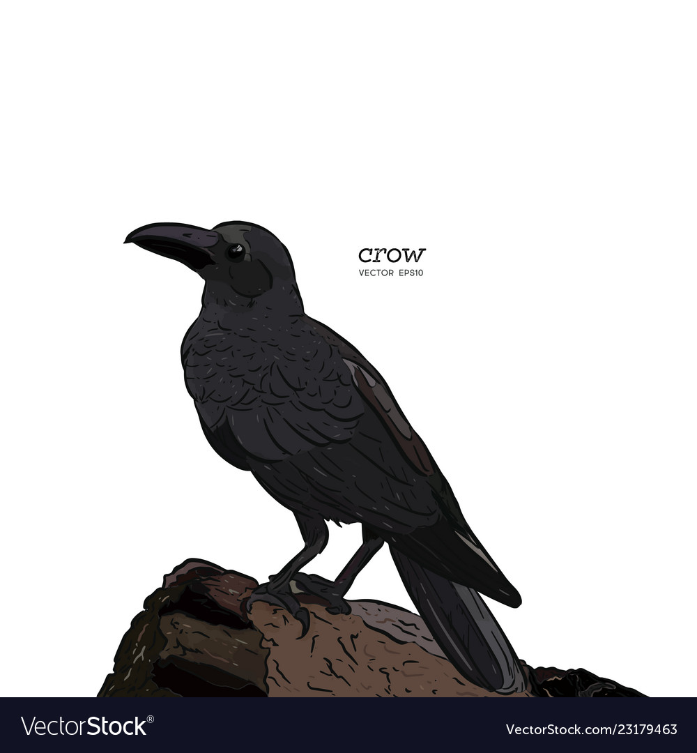 Crow hand drawn high quality Royalty Free Vector Image Crow hand drawn high quality Royalty Free Vector Image