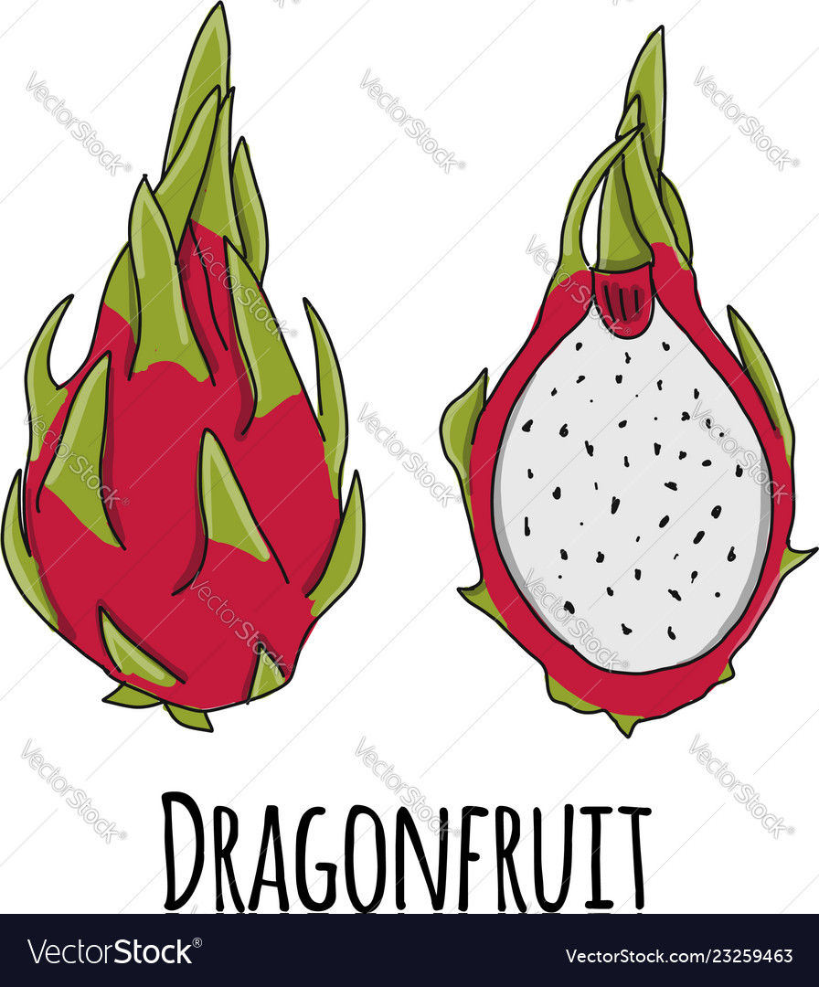 Dragonfruit sketch for your design