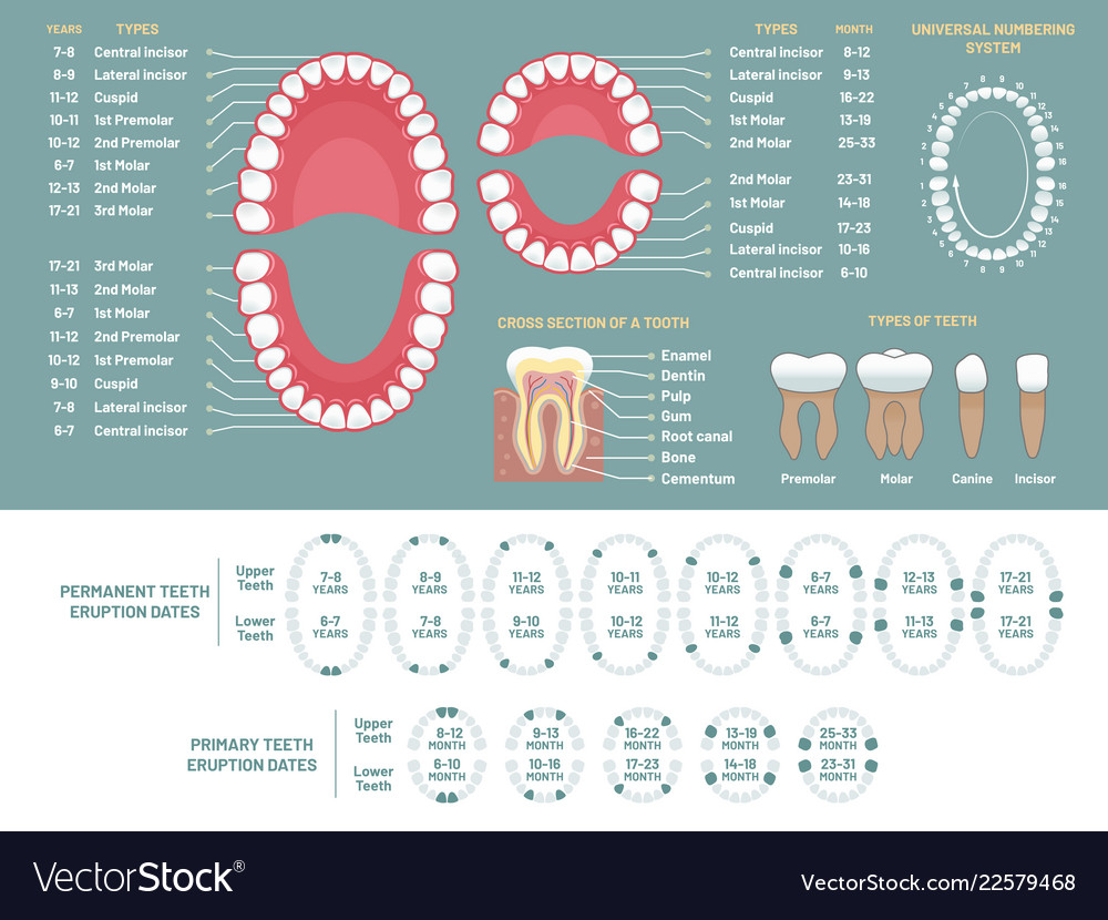 Tooth Loss Chart