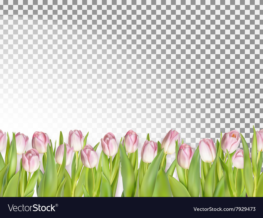 Spring seamless border background eps 10 Vector Image