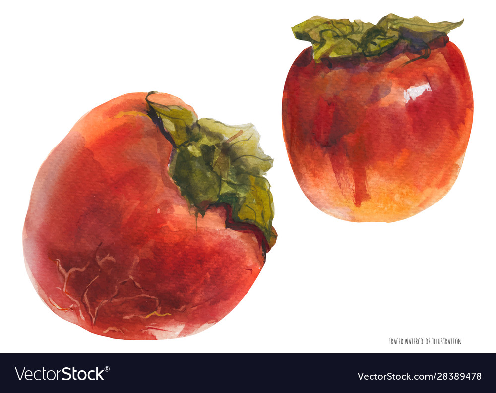 Two red persimmon fruits Royalty Free Vector Image