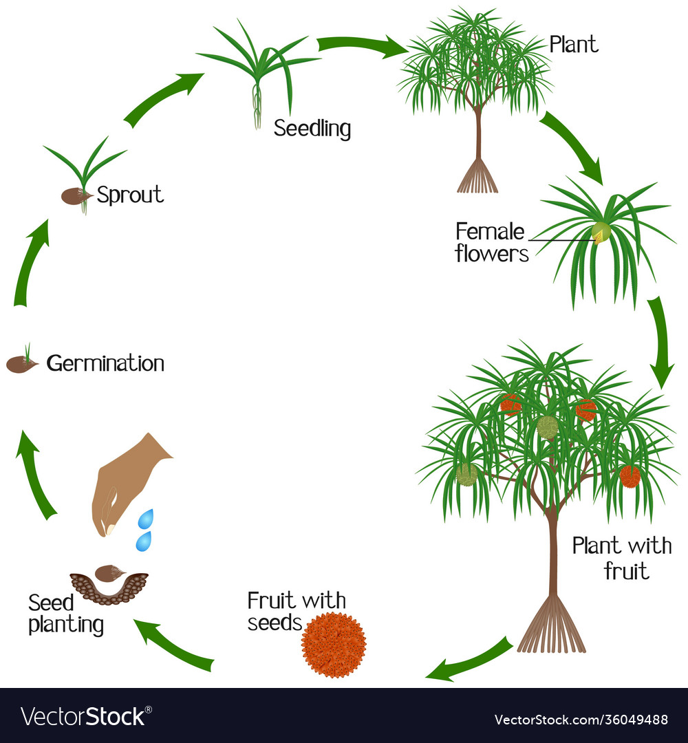 A growth cycle pandanus tectorius tree