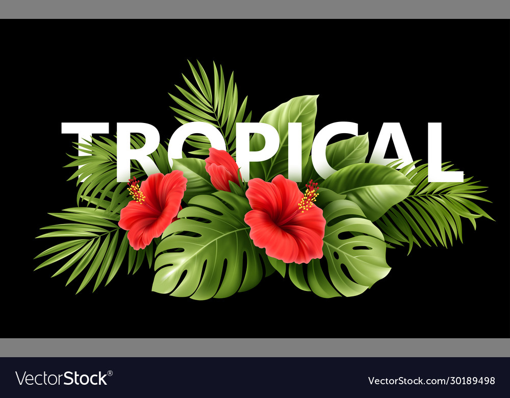 Exotic tropical hibiscus flowers and monstera vector image Exotic tropical hibiscus flowers and monstera