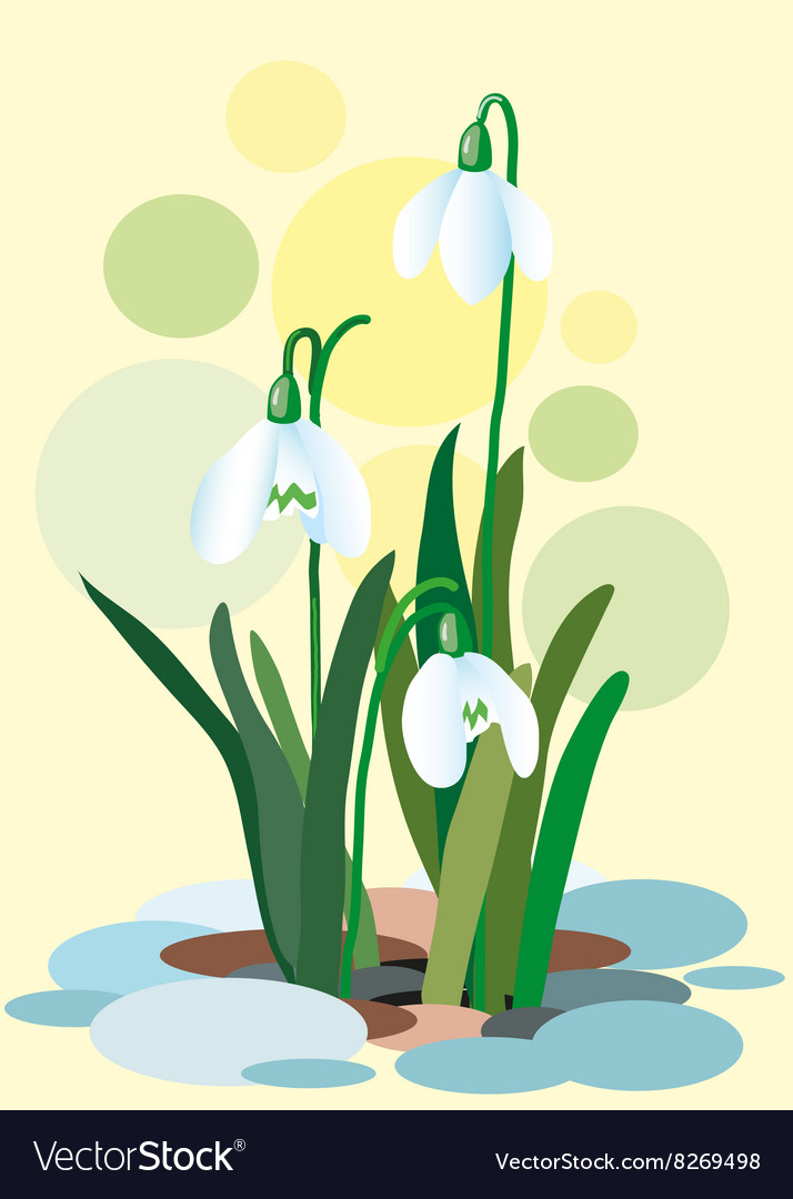 Snowdrops on a abstract background spring