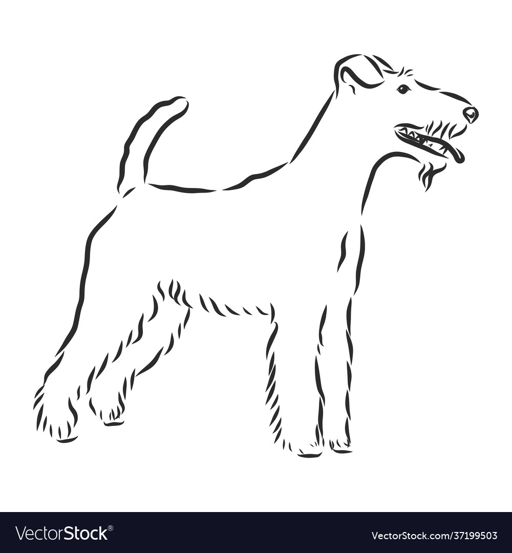 Foxterrier dog sketch contour hand drawing