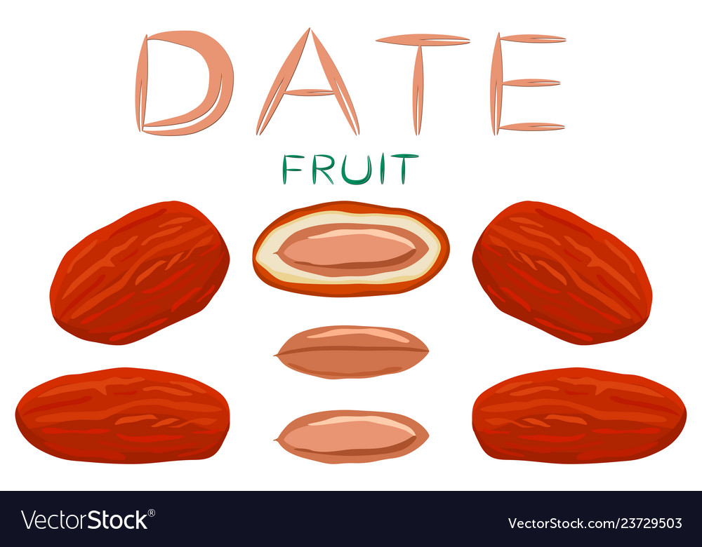 On Theme Different Types Of Date Fruit For Vector Image on-theme-different-types-of-date-fruit-for-vector-image