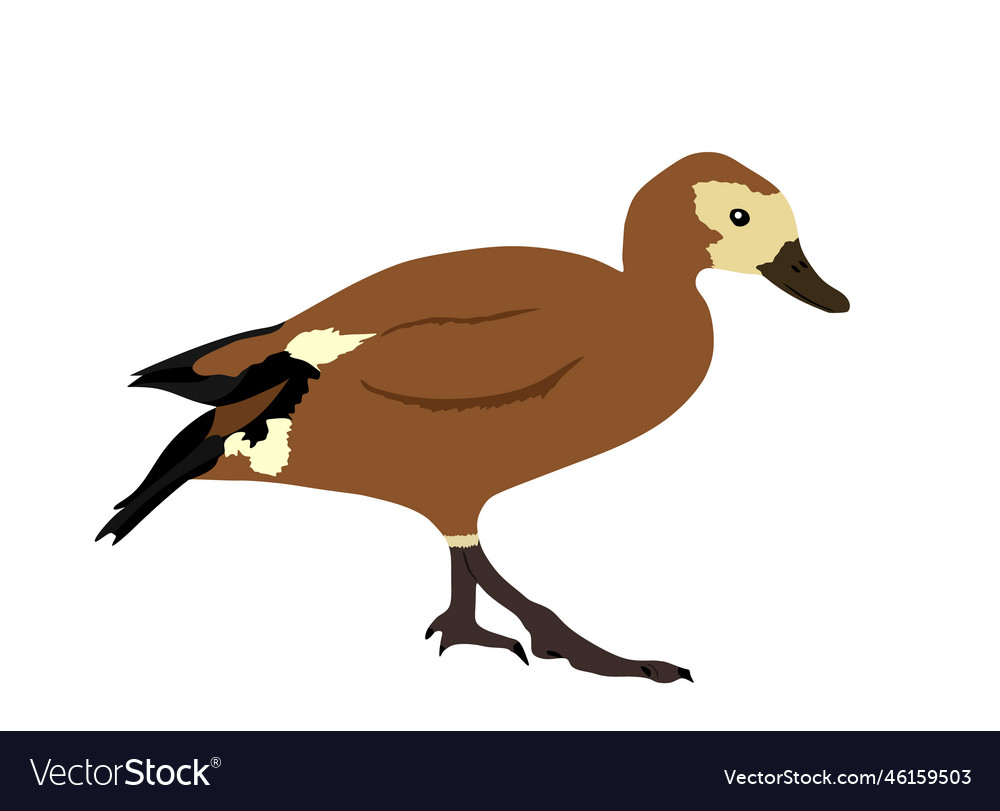 Shell duck isolated on white