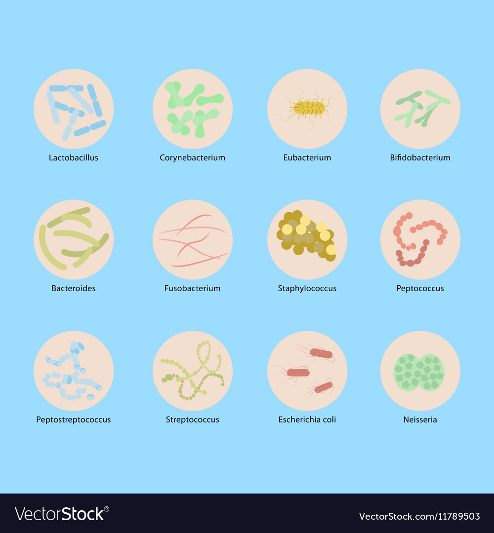 Types woman s vaginal flora Royalty Free Vector Image
