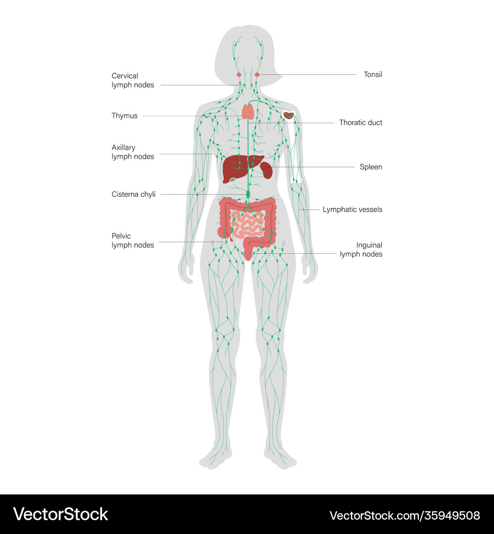 Lymphatic System Anatomy Royalty Free Vector Image