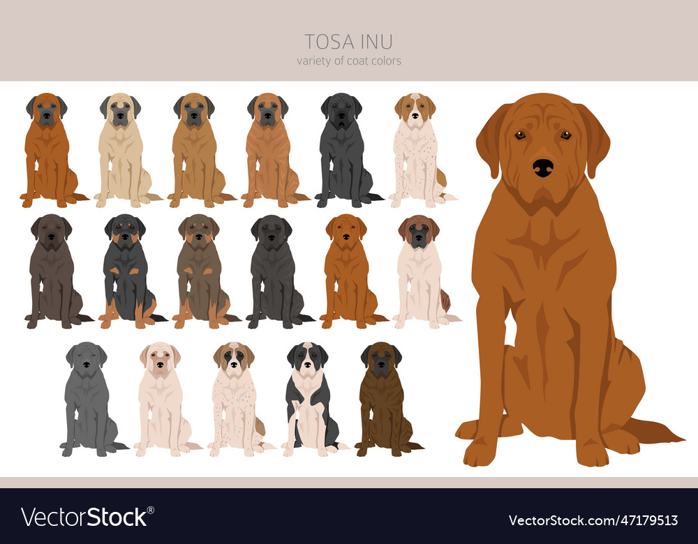 Tosa inu clipart different poses coat colors set Vector Image