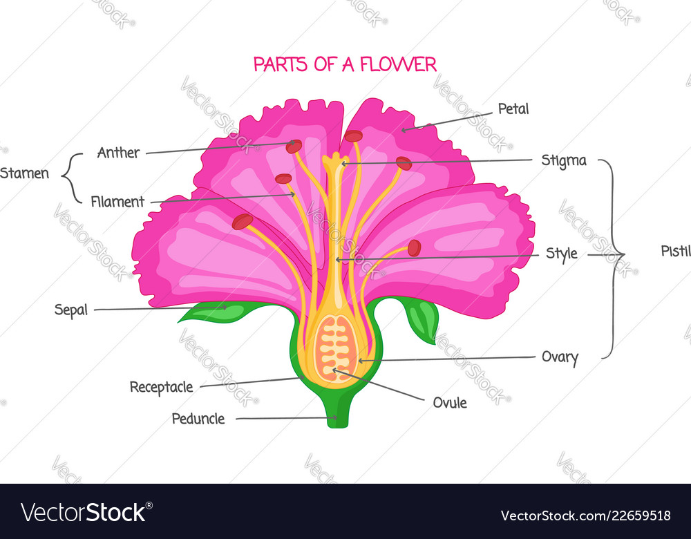 Biological Diagram Of A Flower Flower Parts Labeled