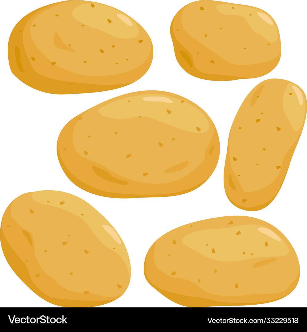 Vector R Stock Potato Raw potatoes set Royalty Free Vector Image - VectorStock