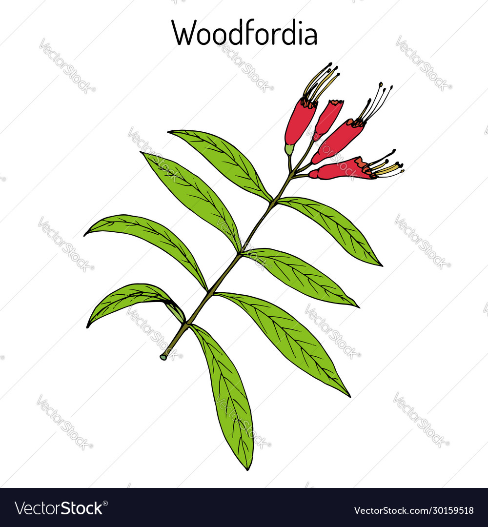 Woodfordia fruticosa medicinal plant