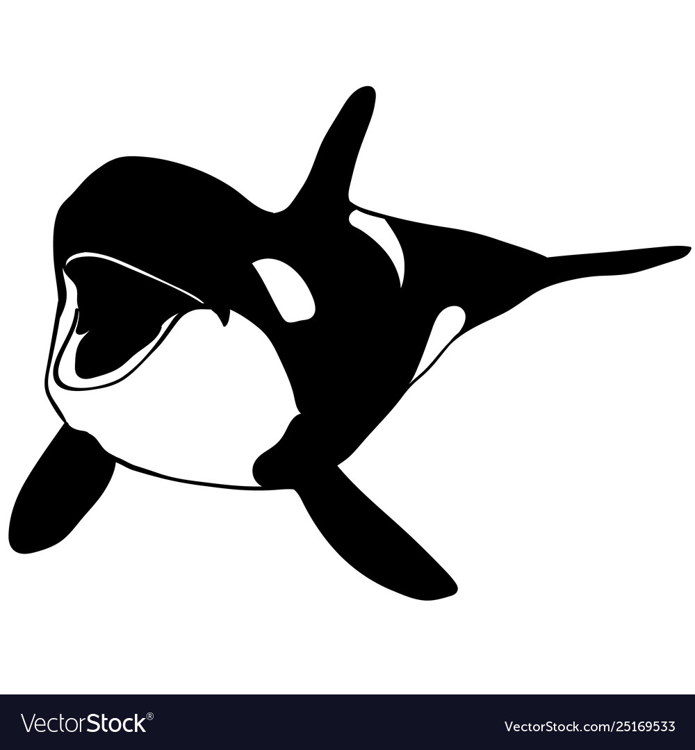 Orca killer whale