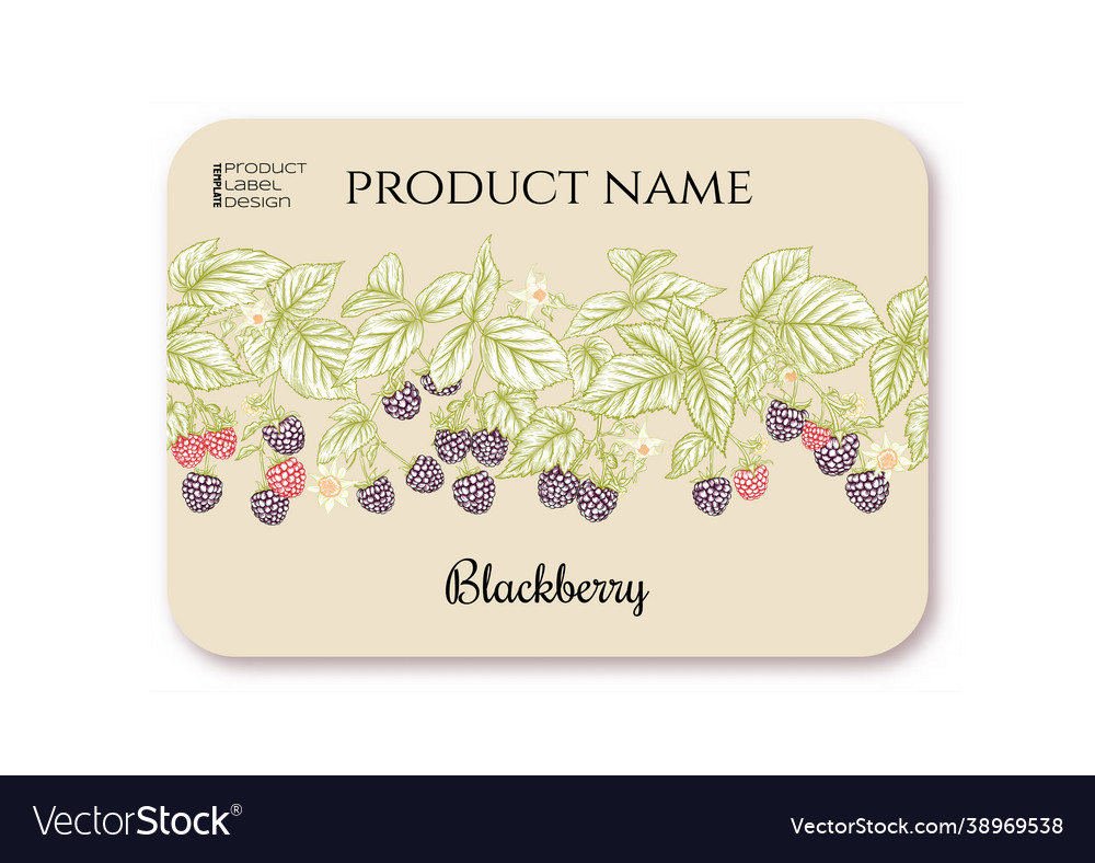 Raspberry ripe berries on branch template vector image Raspberry ripe berries on branch template