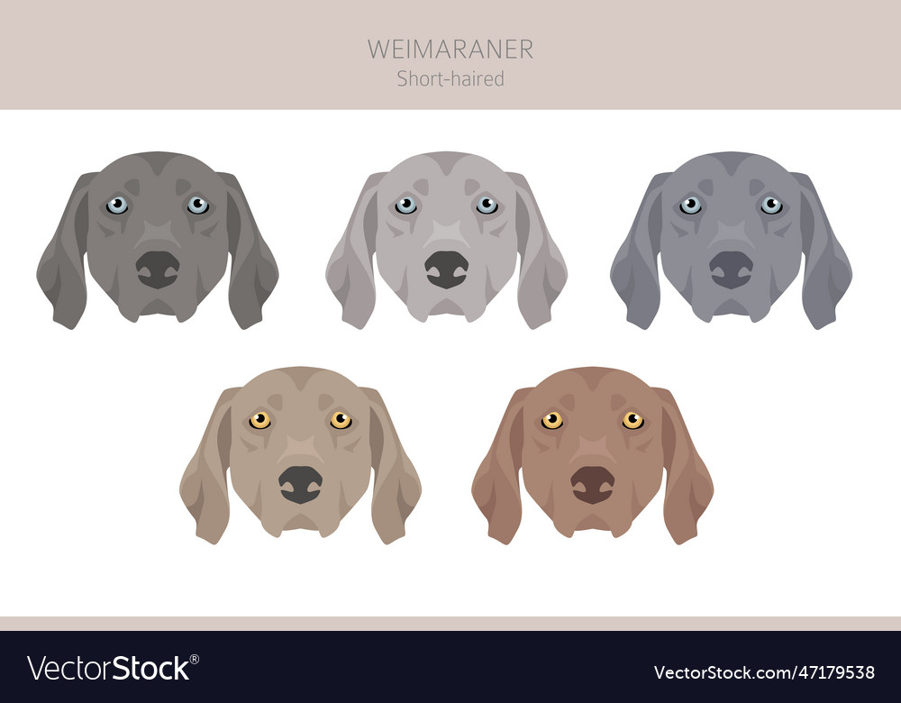 Weimaraner shorthaired dog clipart all coat