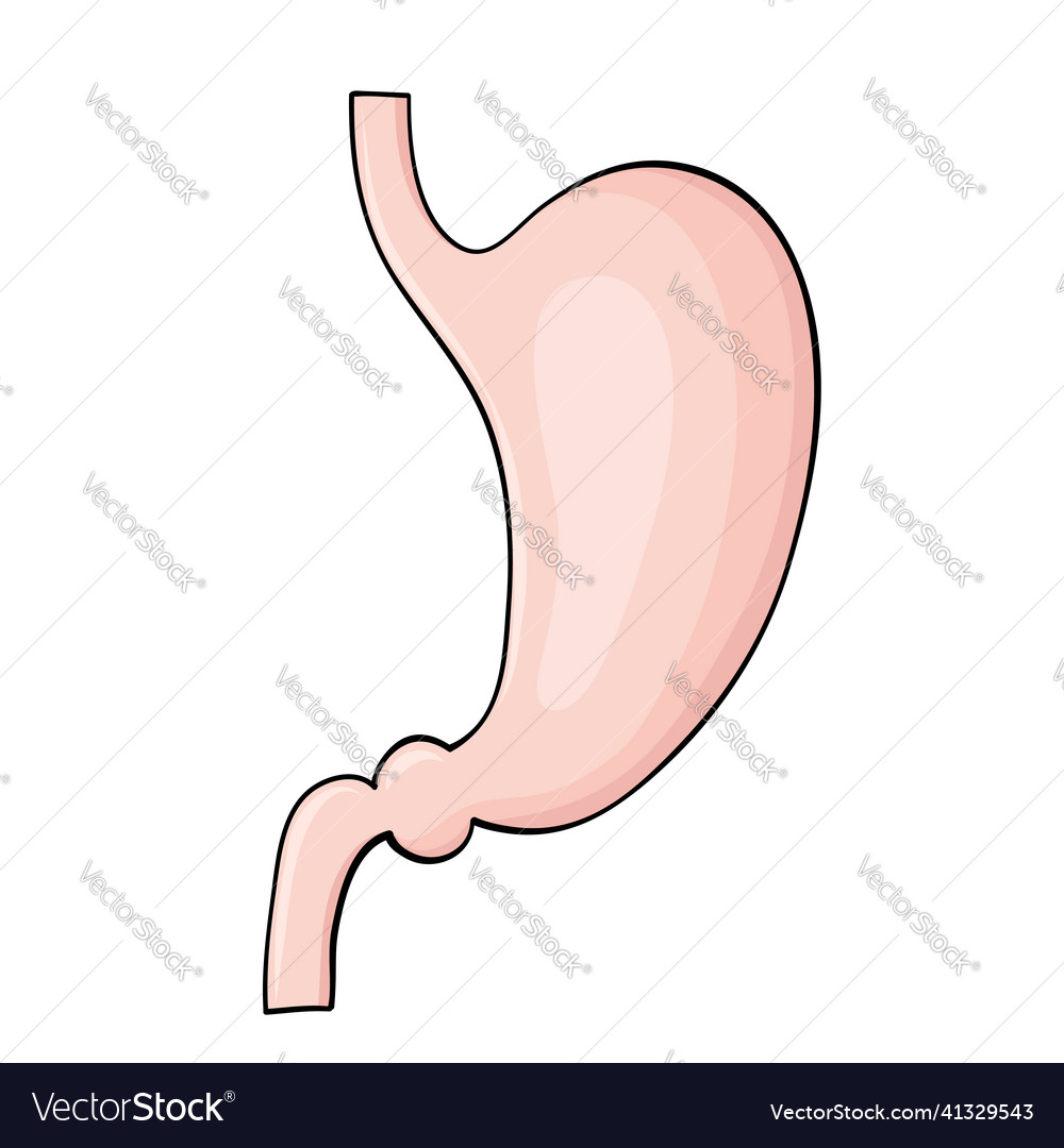Menschlicher Magen im Cartoon-Stil für medizinisches Design