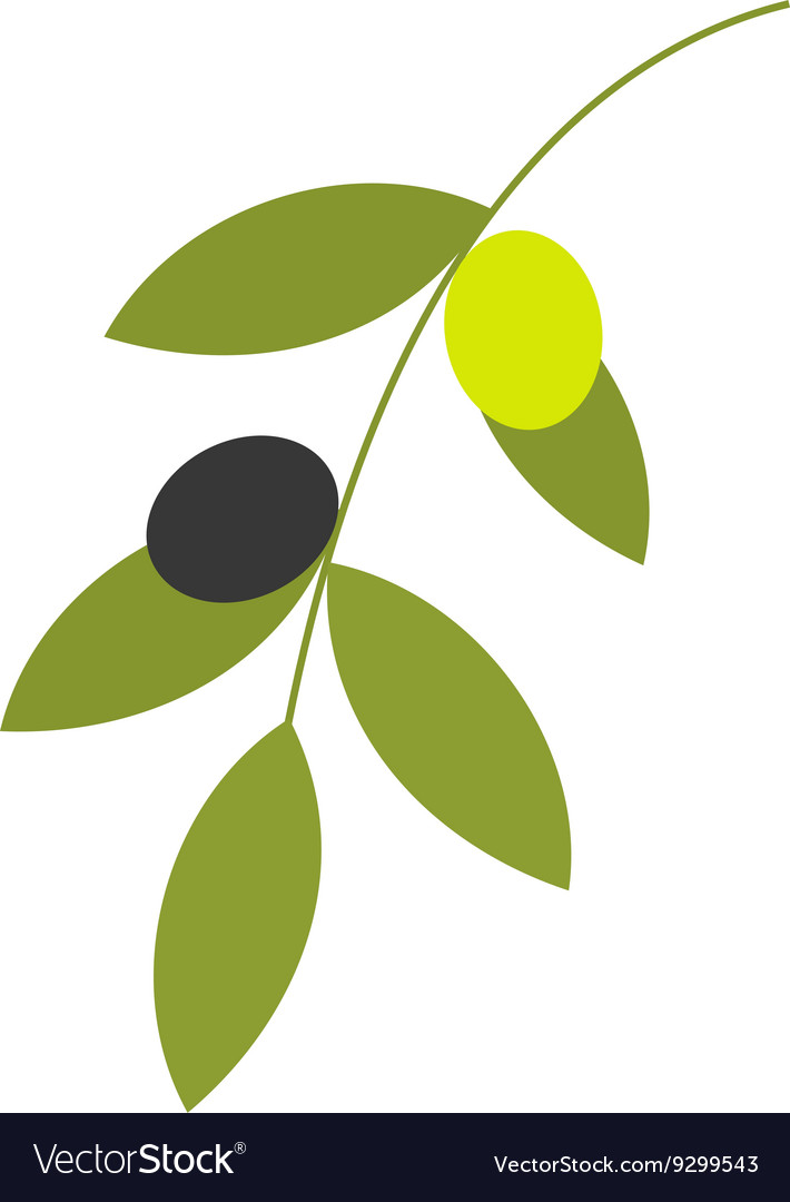 Olive branch Royalty Free Vector Image - VectorStock