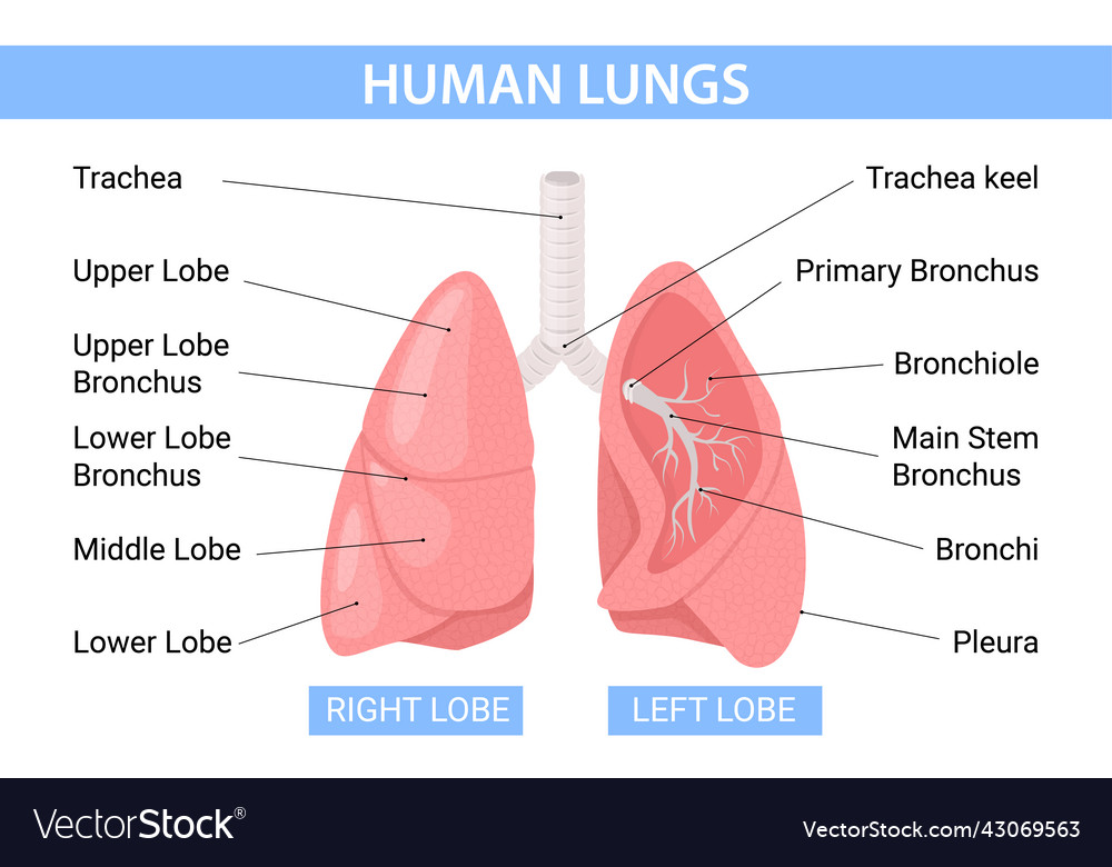 Human lungs flat infographics Royalty Free Vector Image