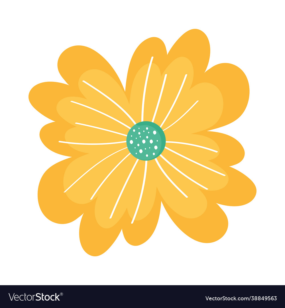 Yellow petals flower Royalty Free Vector Image