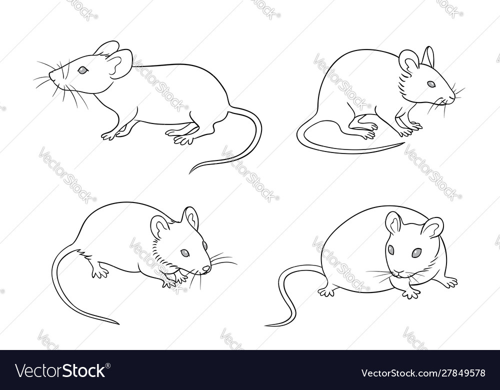 Mice in contours Royalty Free Vector Image - VectorStock