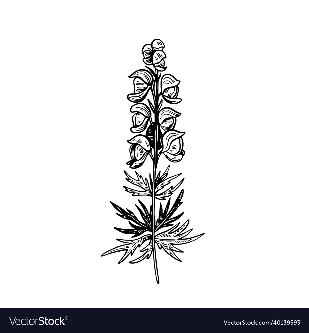 Giftige Pflanze Aconitum isoliert auf weiß vector image Giftige Pflanze Aconitum isoliert auf weiß