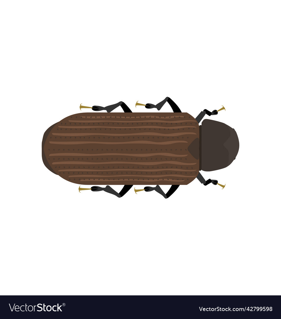 Anobium punctatum - common furniture beetle - flat