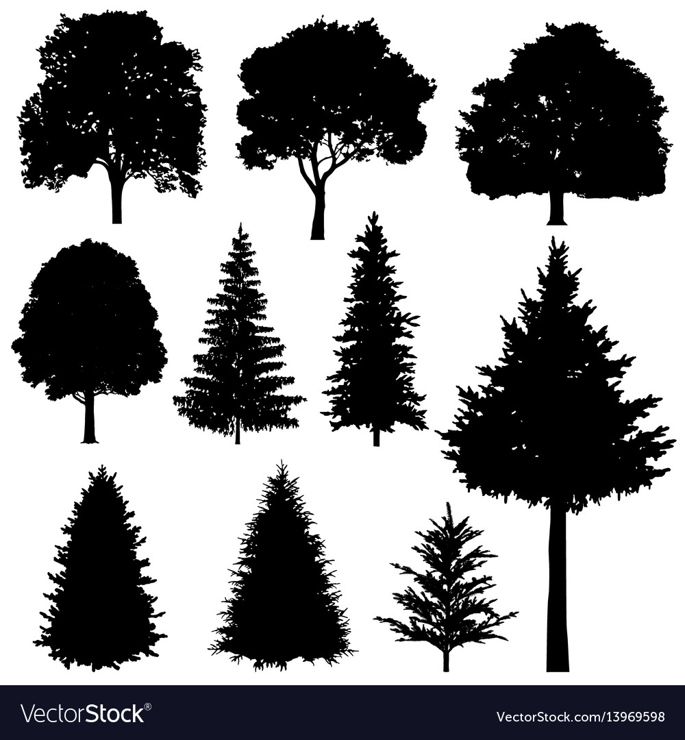 Forest coniferous and deciduous fir trees Vector Image